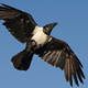 Illustration for article titled Spy Ravens Once Roamed The Sky